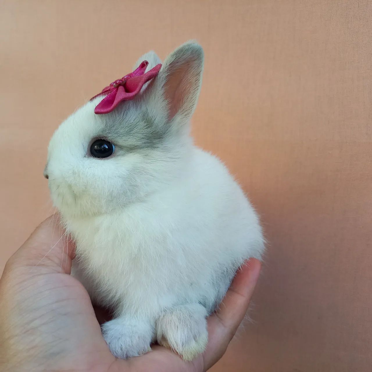 Coelho Anão Netherland Dwarf  - Foto 3