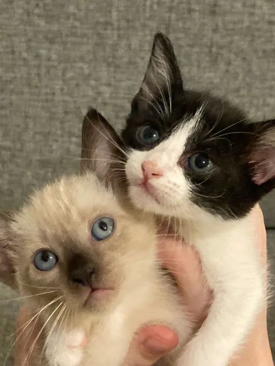 Filhotes para adoção 