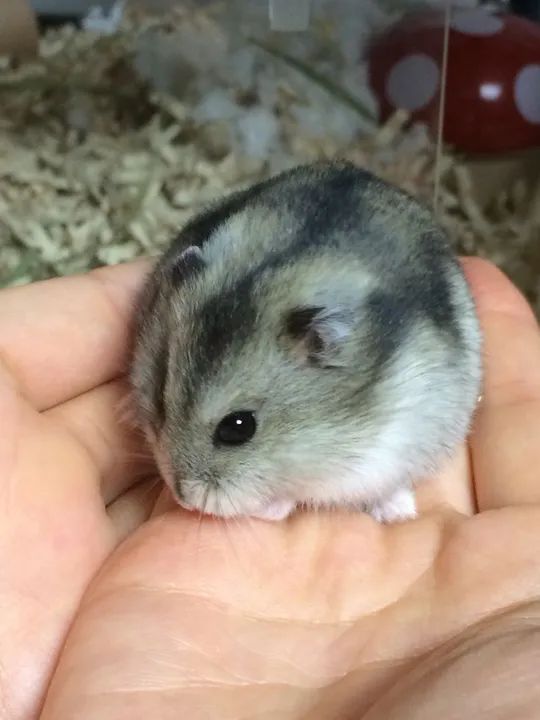 Hamster anão russo filhotes 