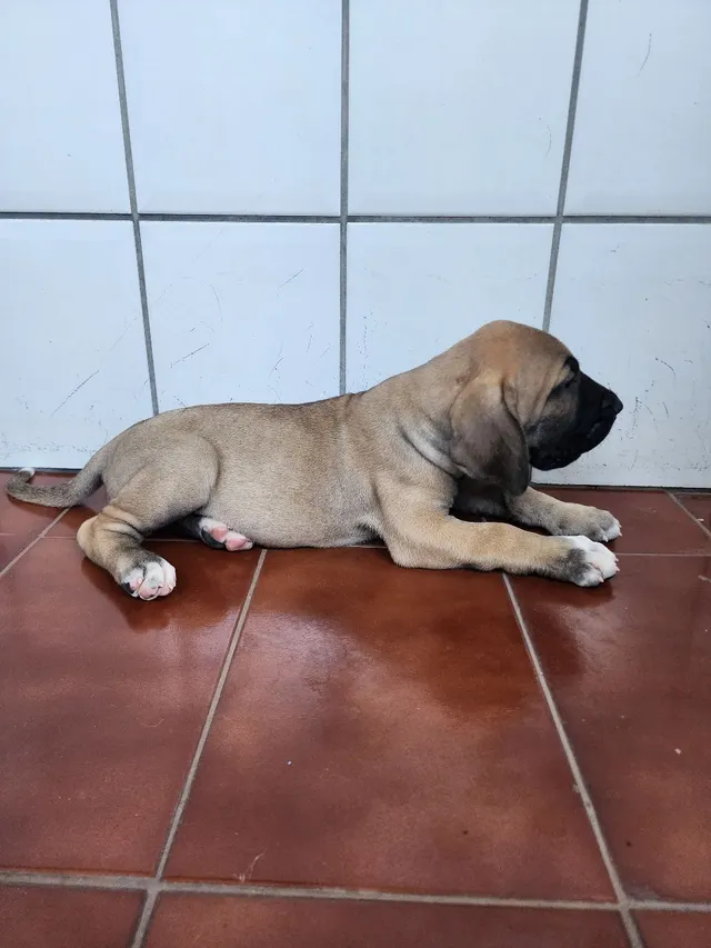 Foto de Retrato Adorável Do Filhote De Cachorro De Fila Brasileiro