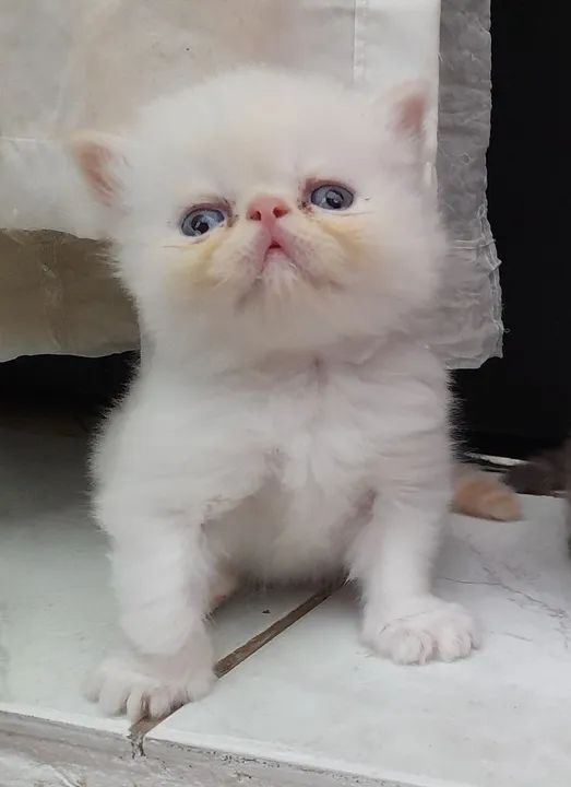 Lindos gatos persa - Foto 3