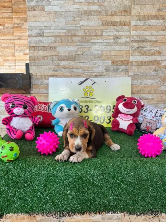 BEAGLE PURICIMO COM GARANTIA POR ESCRITO NO CONTRATO  - Foto 2