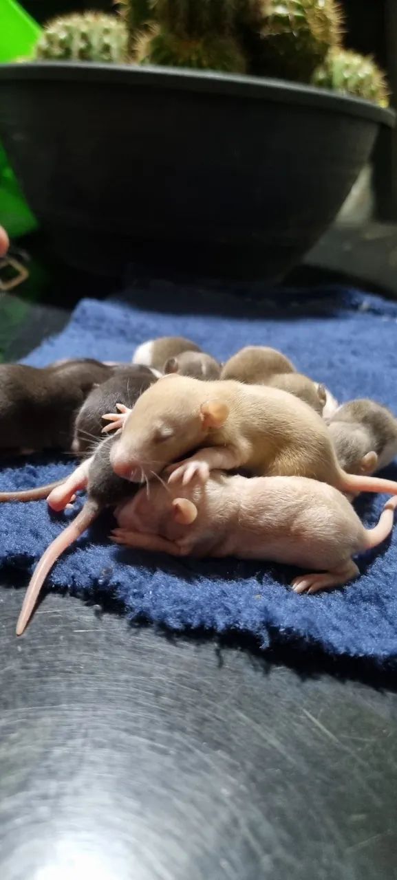 Rato twister  - Foto 5