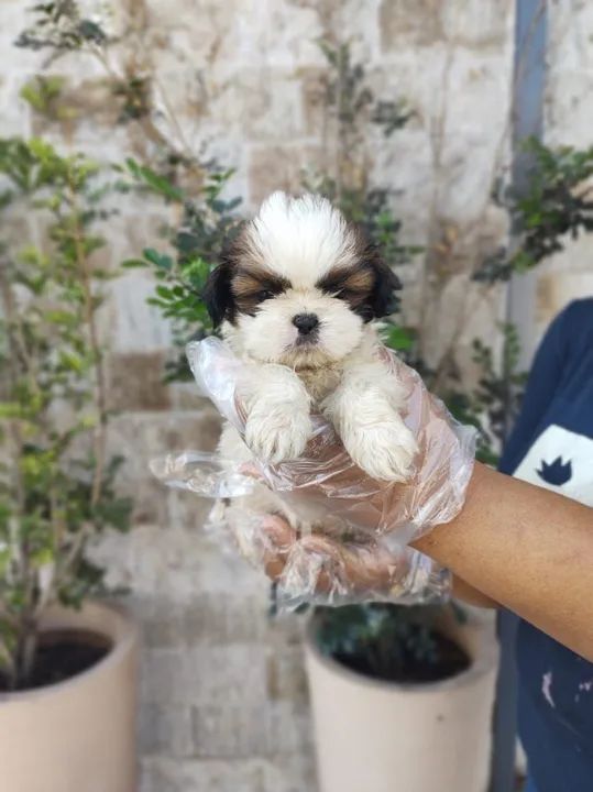 Lhasa Apso os mais saudaveis e legetimos pacotinhos de amor 