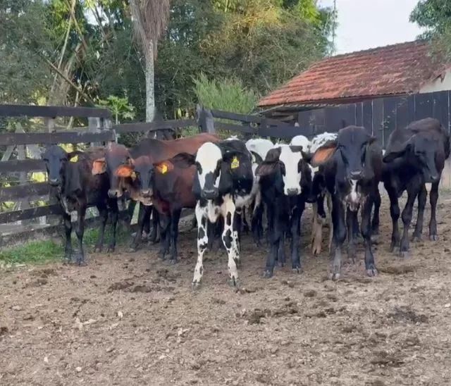 Bezerros para venda