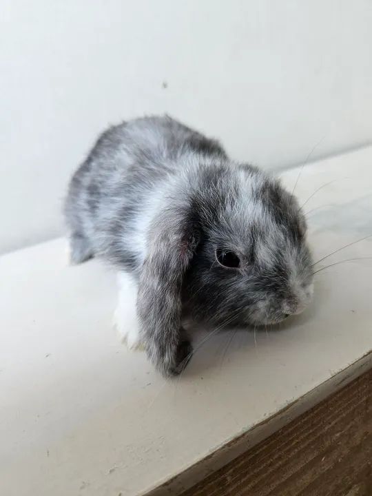 Coelho  bebê - Mini Lop - Foto 2