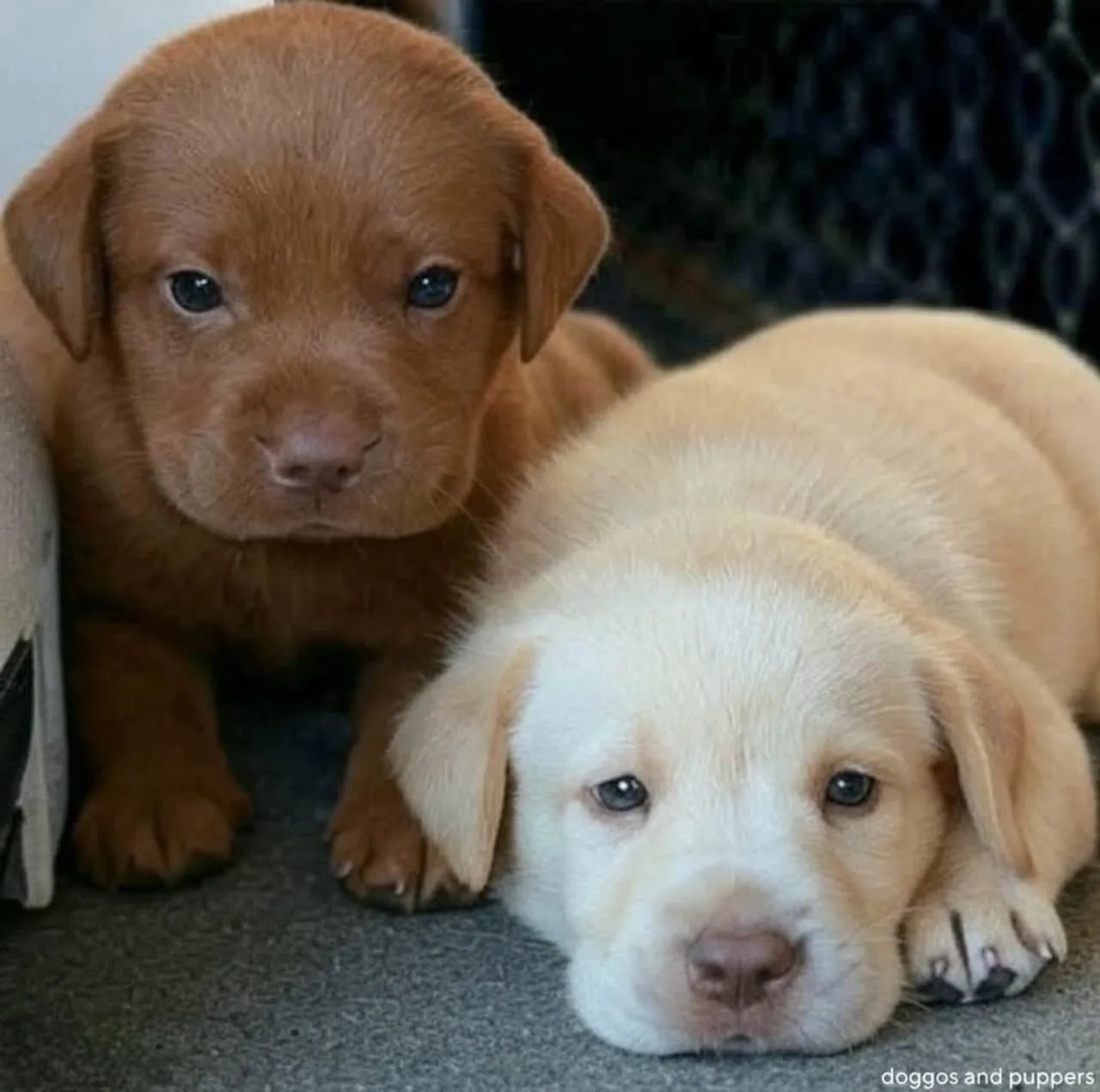 Labrador filhotes disponíveis 