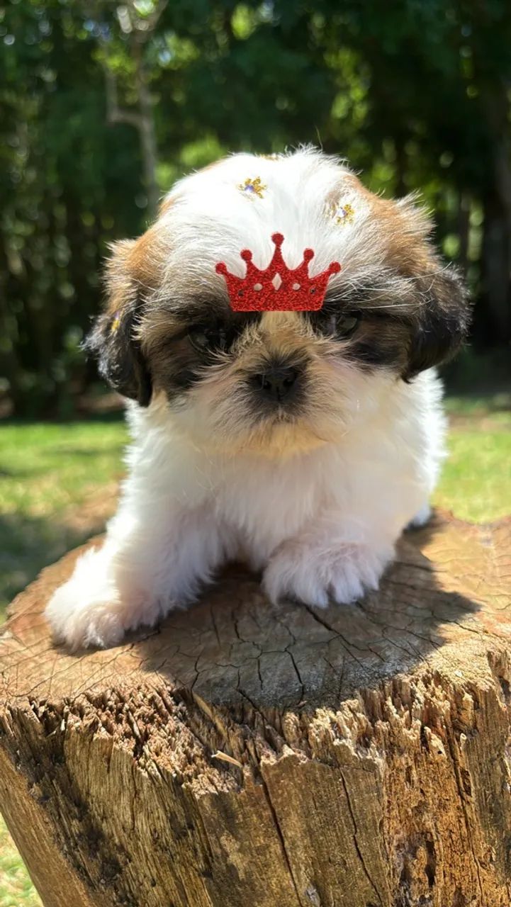 Vendo Lindas Fêmeas de Shitzu Mini - Foto 3