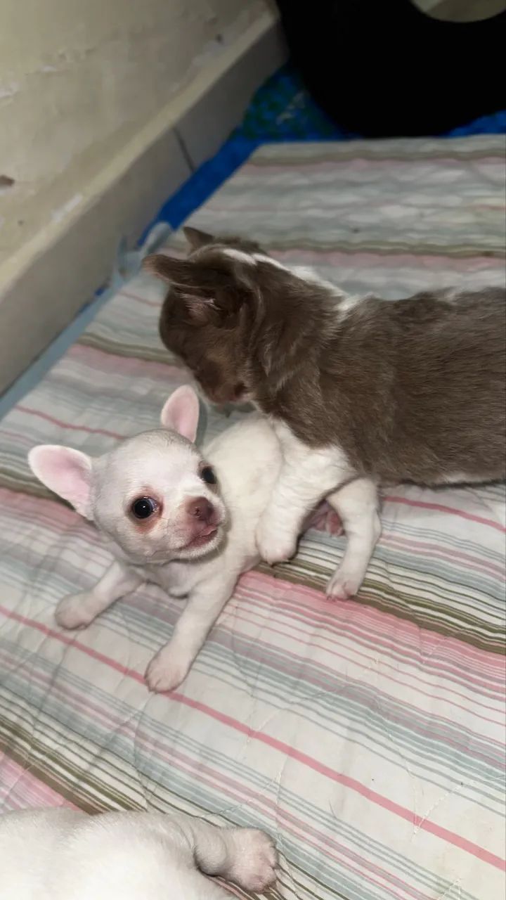 Filhotes Chihuahua com Pedigree - 1 Fêmea e 3 Machos Disponíveis - Foto 6