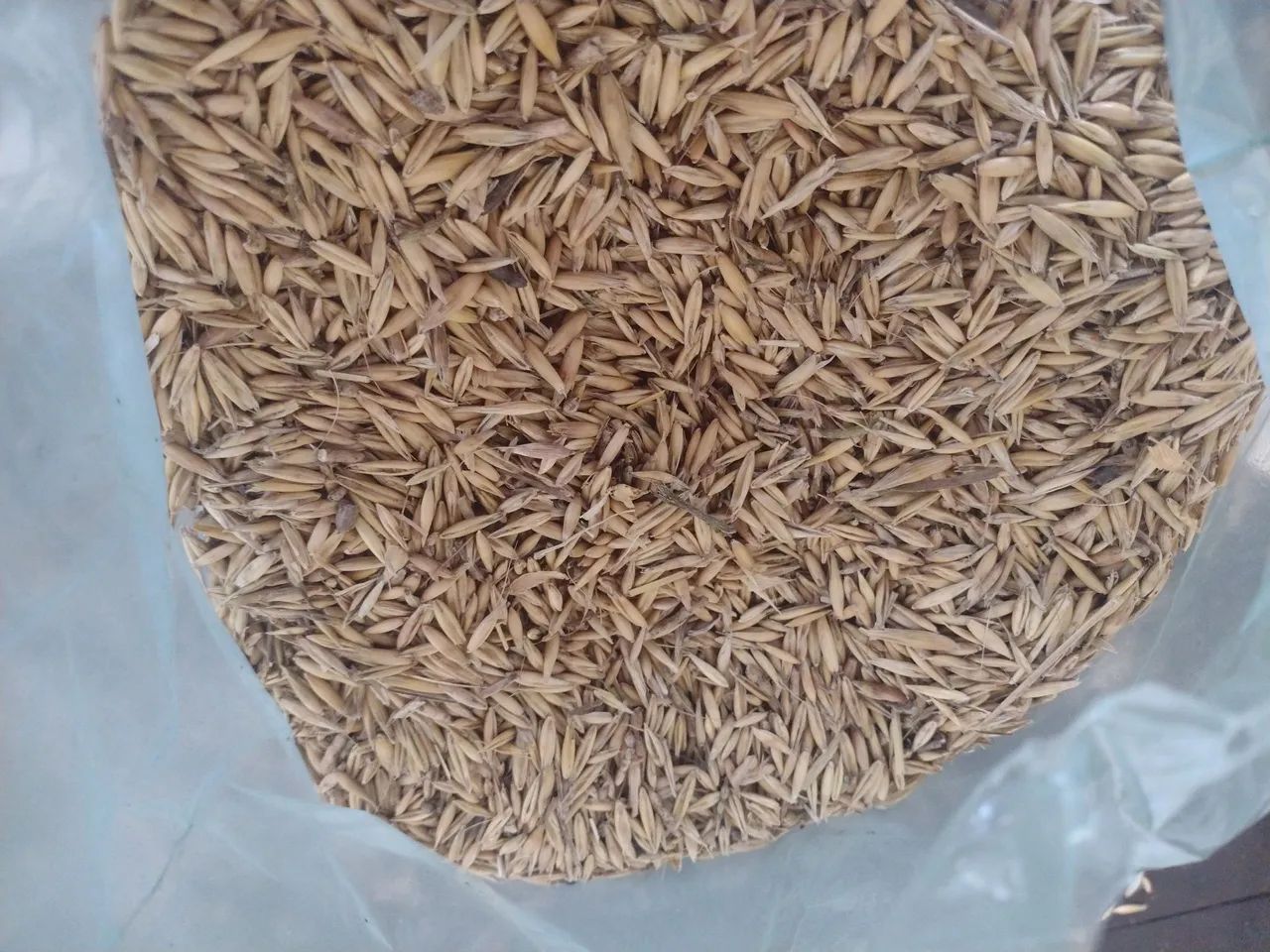 Semente de Aveia para Plantio