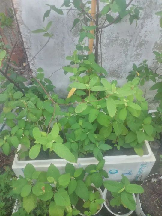 Mudas de erva baleeira e outras