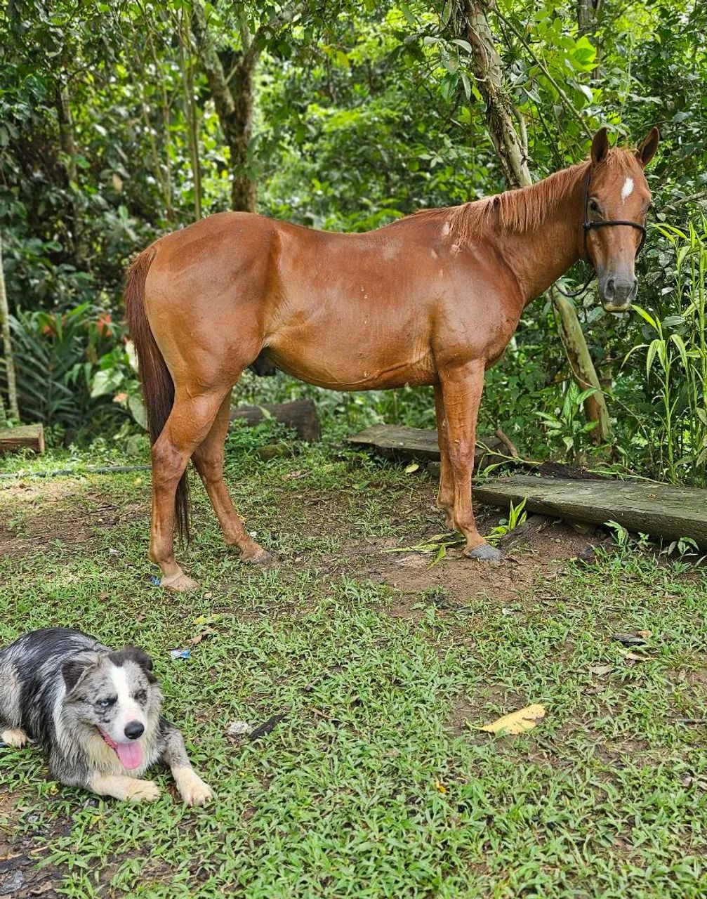 Cavalo Quarto de Milha