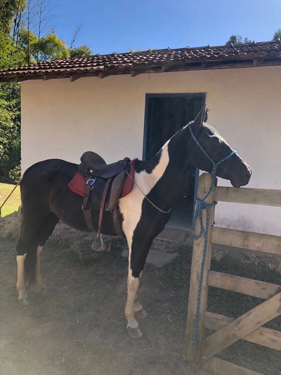 Égua Mangalarga Marchador 