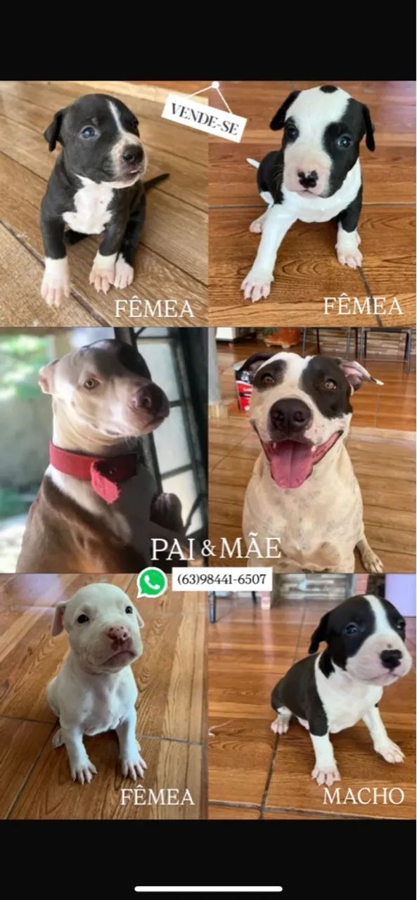 Pitbull Pitt bull  - Foto 6