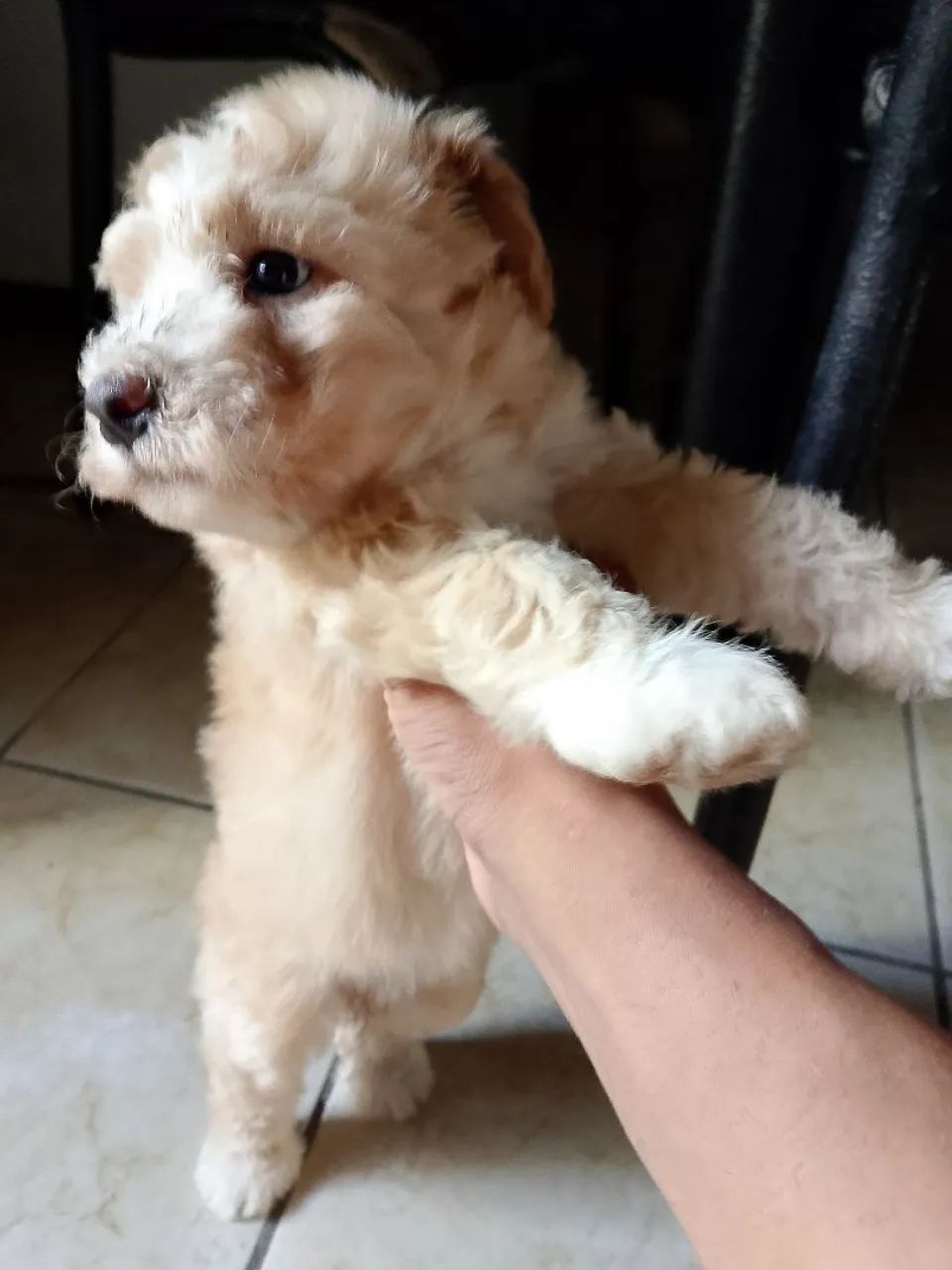 Filhote de Poodle - Foto 5
