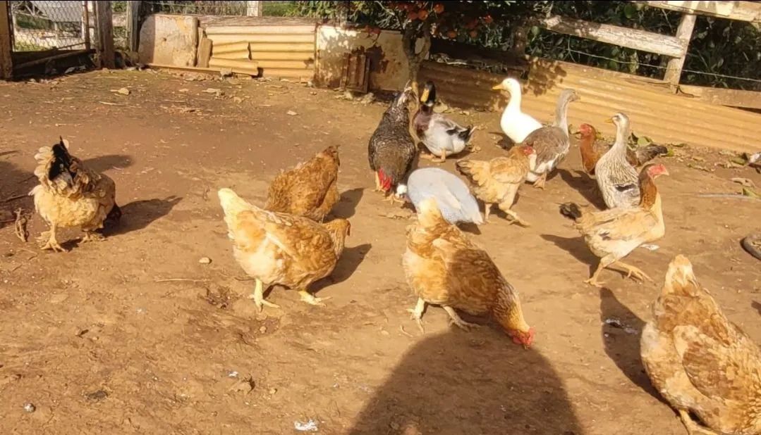 Galinhas Caipiras e Gansos - Foto 6