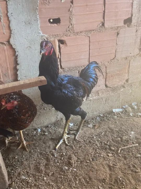 Frango índio gigante urubu 