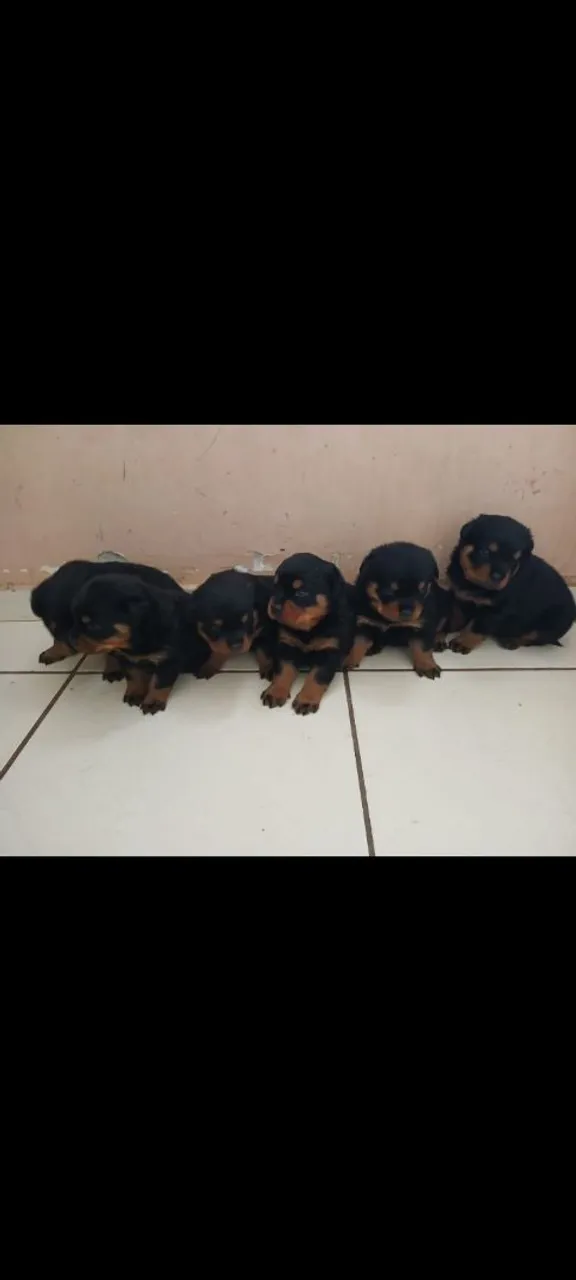 Filhotes de Rottweiler