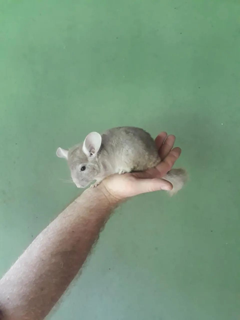 Chinchila Macho Bege - Foto 2