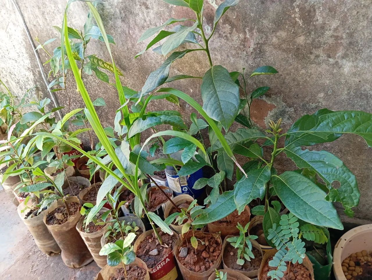 6 Mudas de cana Caiana por 50 reais  - Foto 4