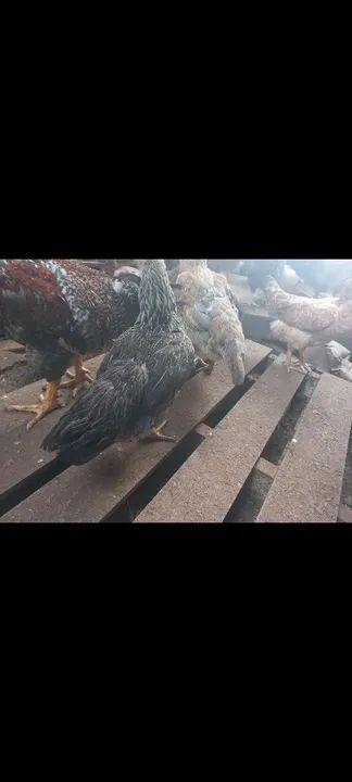 CASAL ADULTO DE GALINHA NANICÃO  - Foto 5