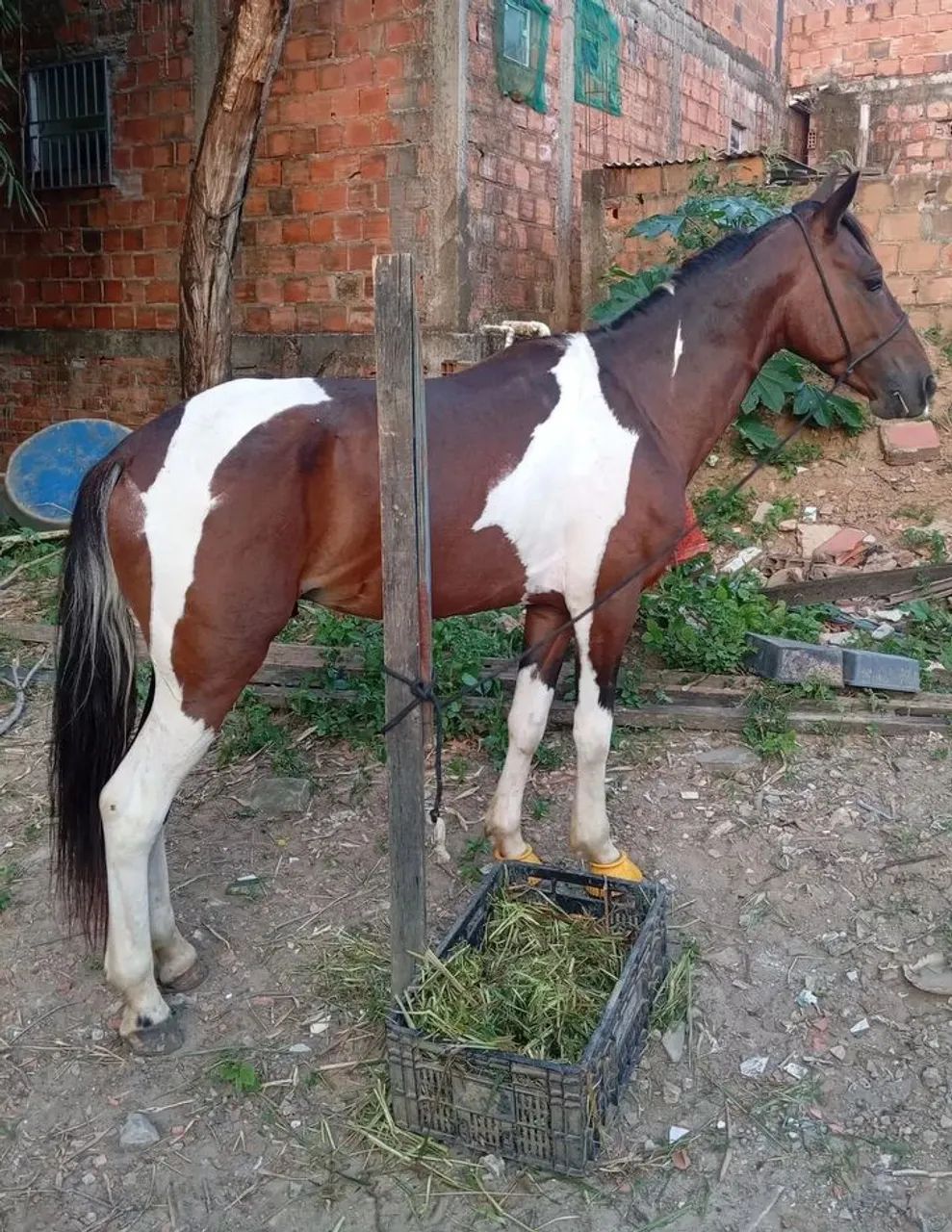 Cavalo pampa inteiro 