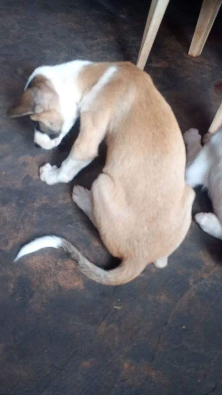 Filhote de cachorro