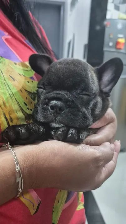 Filhote de Bulldog Francês