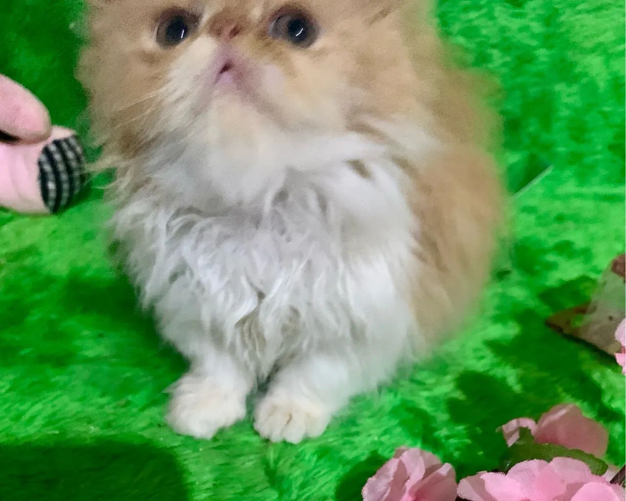 Filhote de persa fêmea bicolor padrão show  - Foto 5