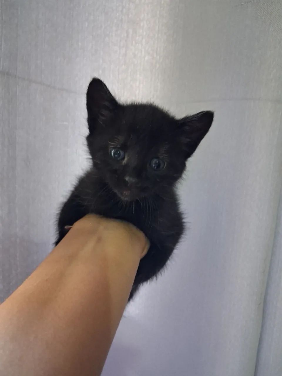 Adoção gato macho e fêmea 