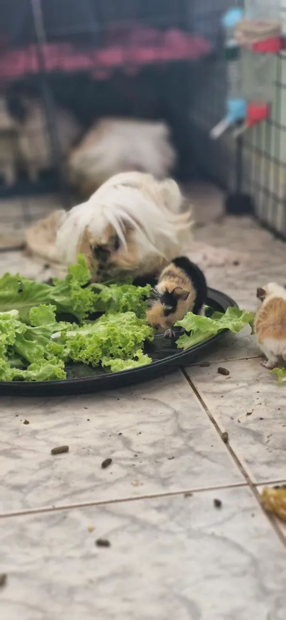 Porquinhos da índia Peruanos - Foto 5