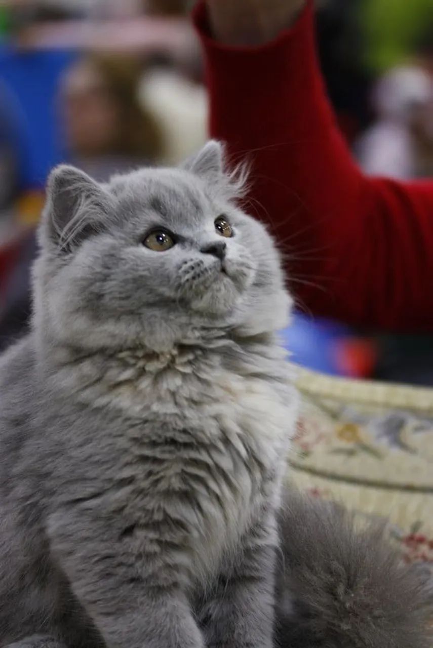 Persa Filhotes na Cor Branco, Preto, Cinza, Red, Bicolor - Foto 2