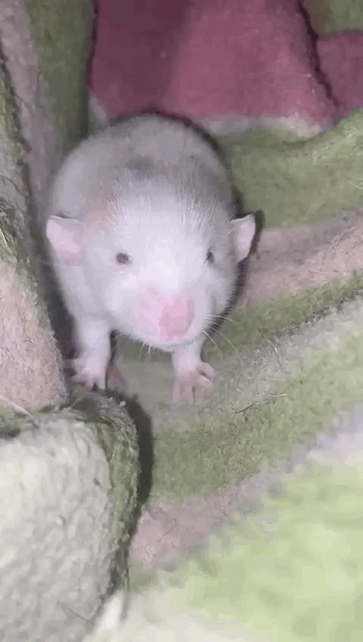 Filhotes de twister  - Foto 3