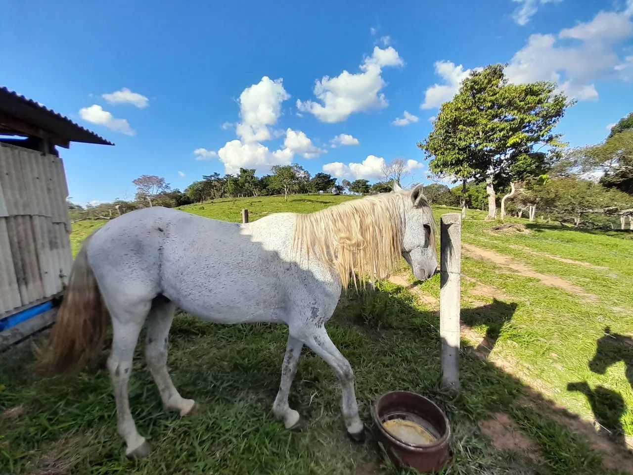 Cavalo Campolina castrado - Foto 2