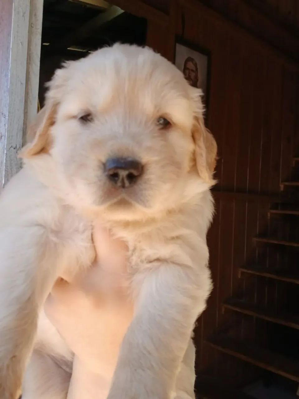 Filhotes de Golden Retriever  - Foto 2