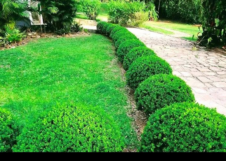Paisagismo e implantações, e recuperação  - Foto 5