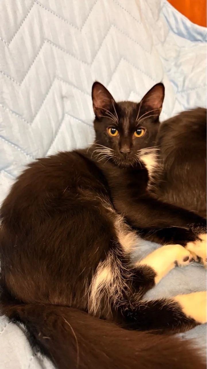 Gatinho para adoção