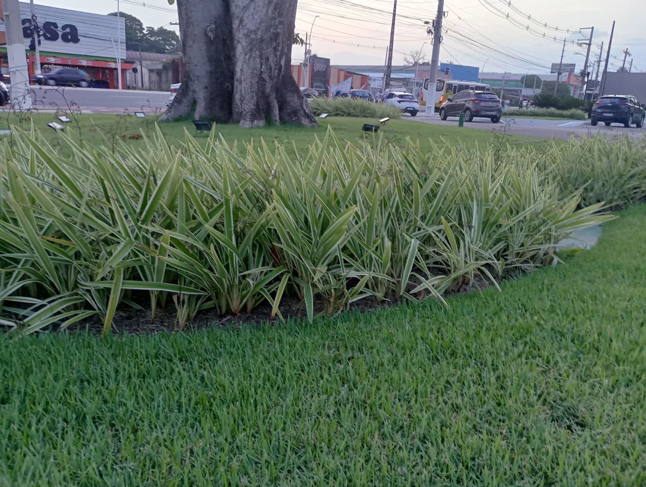 Paisagista e jardineiro.