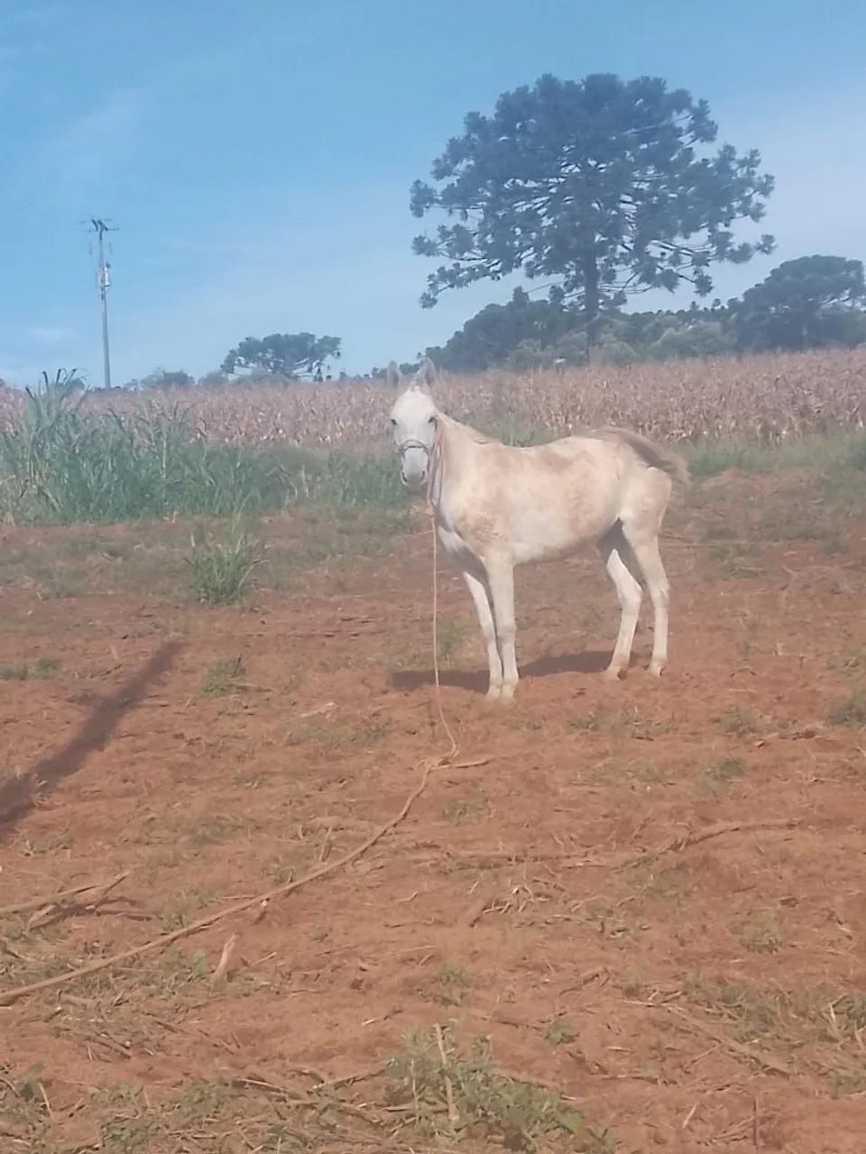 Vende-se (burro)de 10 anos ..  - Foto 2