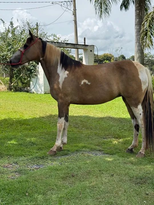 Egua Pampa Marcha Picada Genuina  - Foto 2