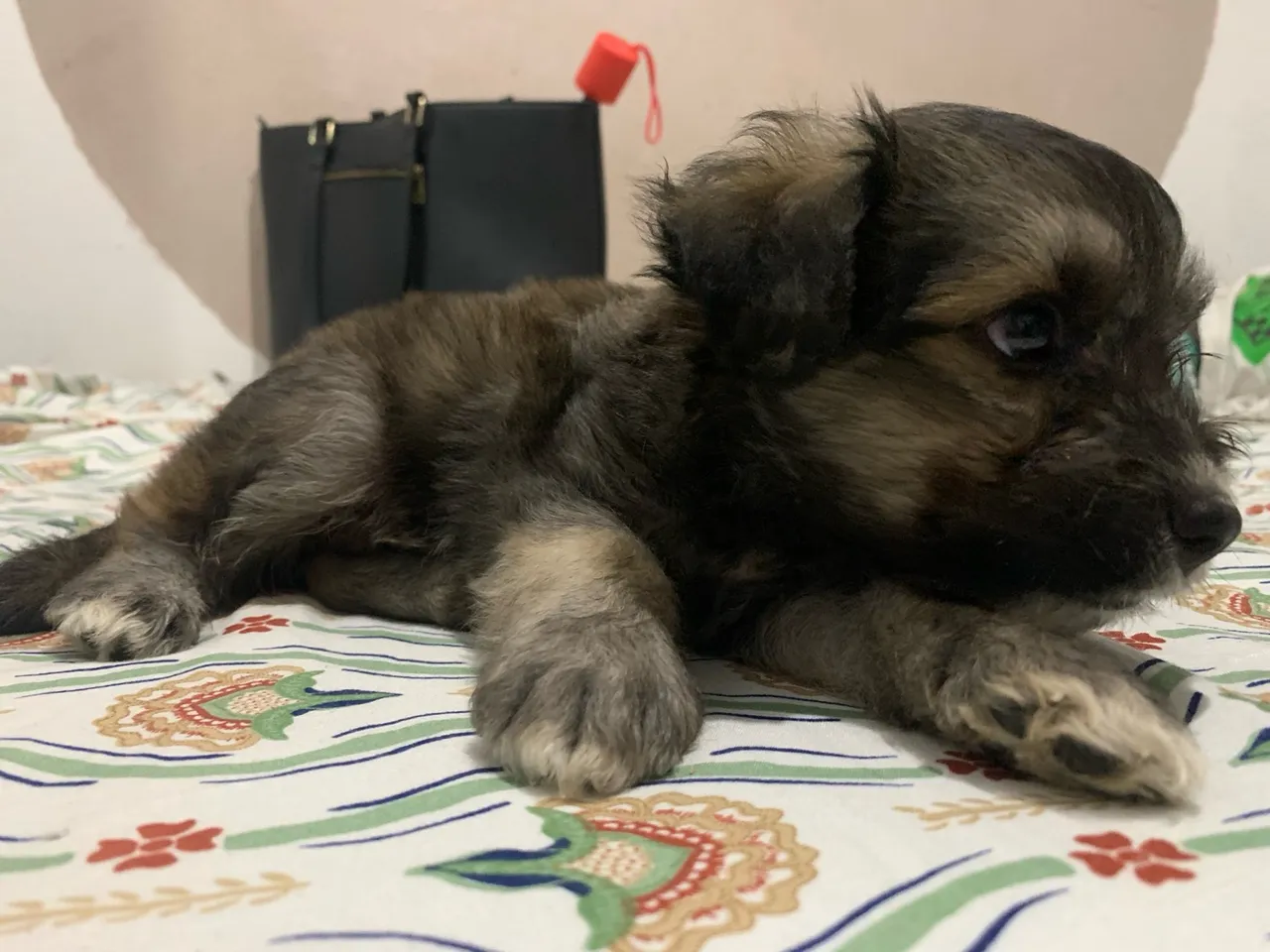 Lhasa com poodle macho