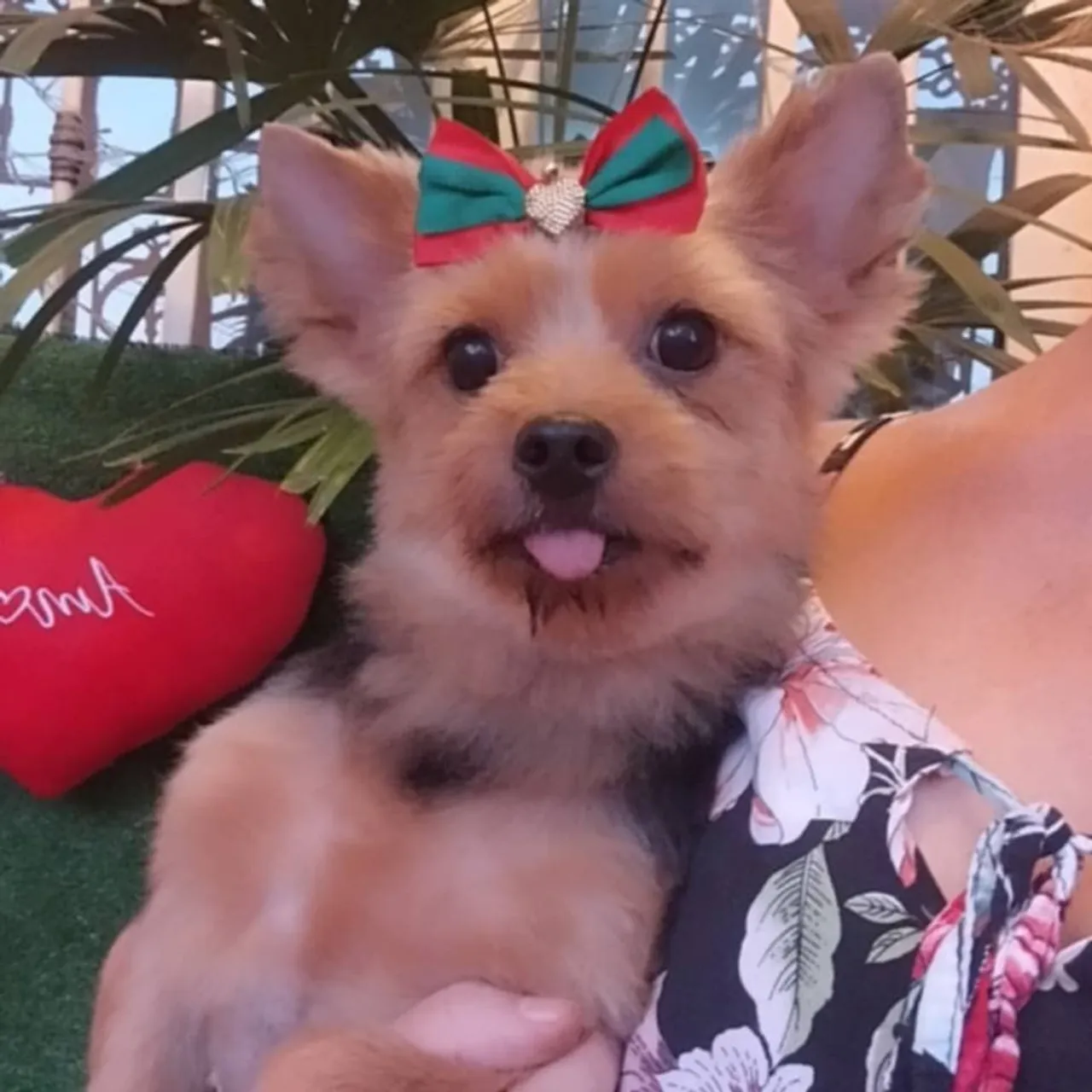 Vendo Yorkshire Terrier fêmea adulta