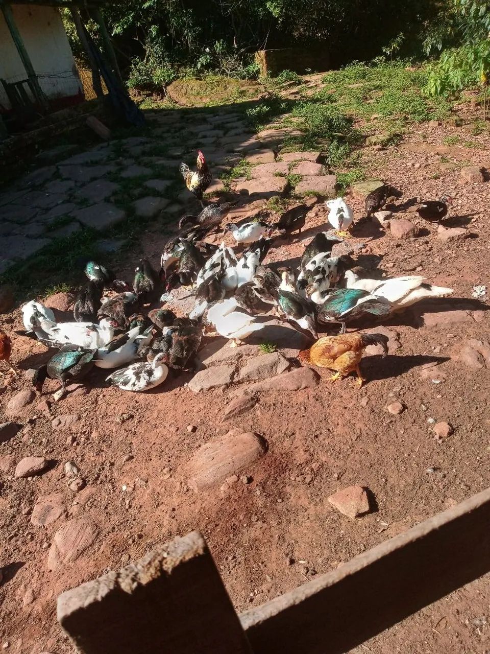 Patos  para venda - Foto 3