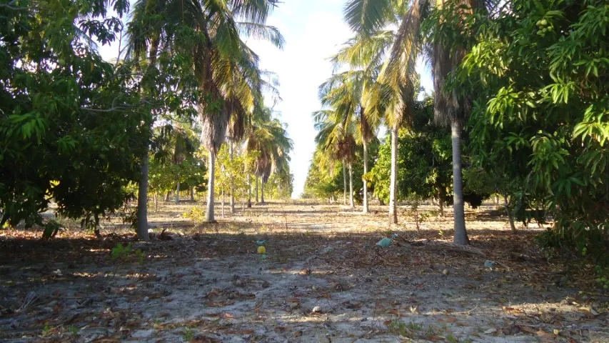 Terreno de 24,76 ha na CE-040 Km 93 ( Matricula OK )