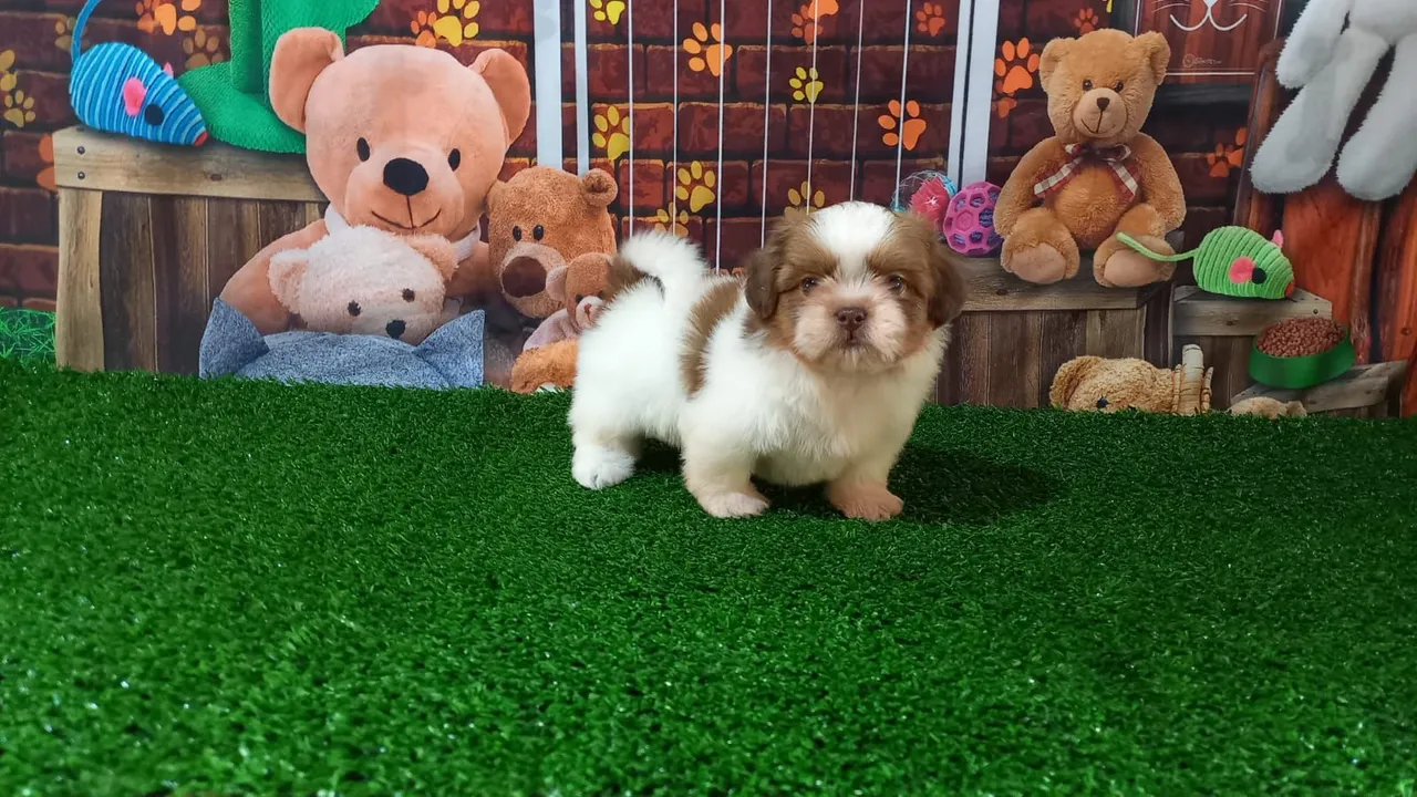 Filhote Shih Tzu macho