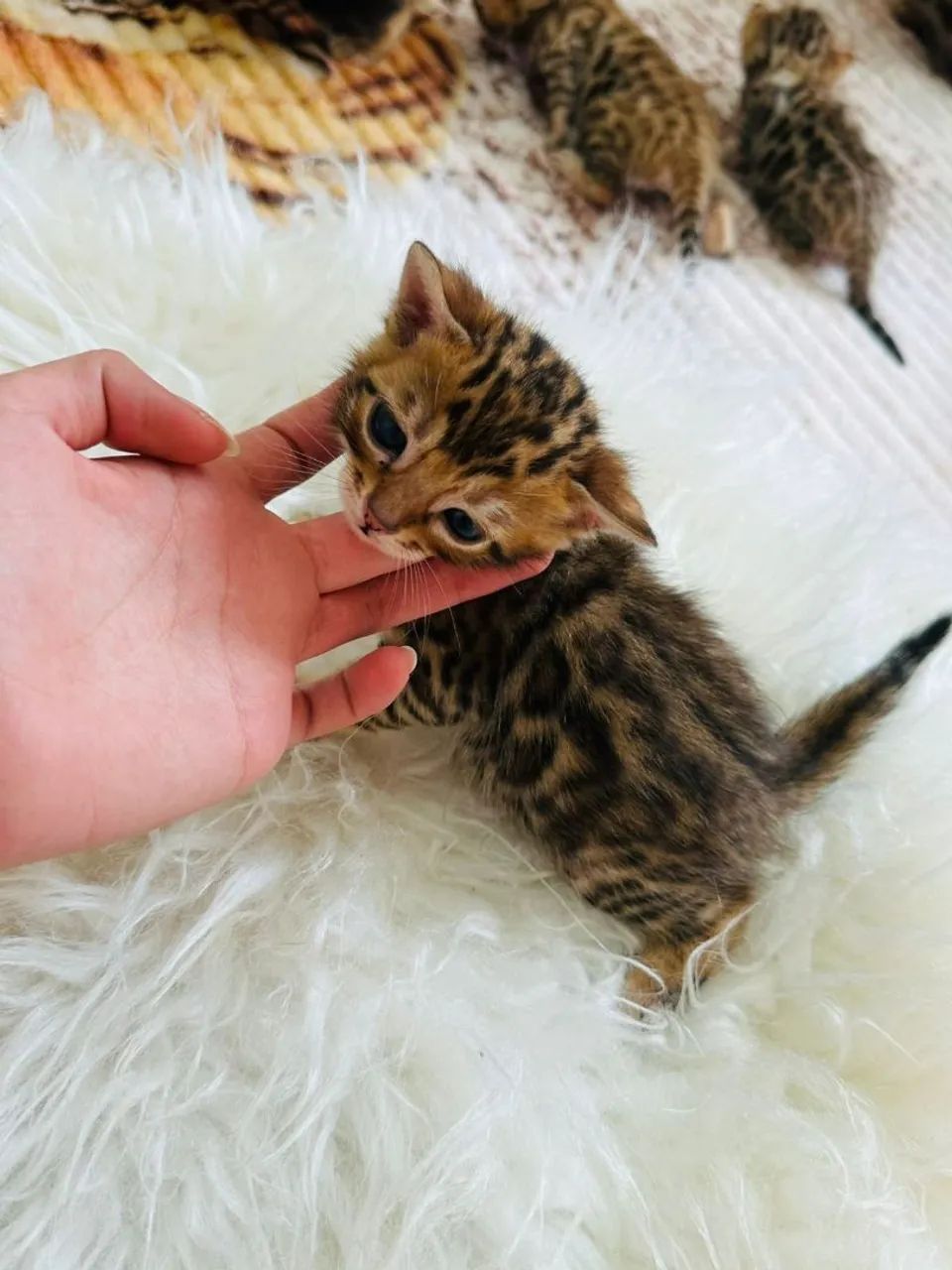 Lindos filhotes de bengal  - Foto 2