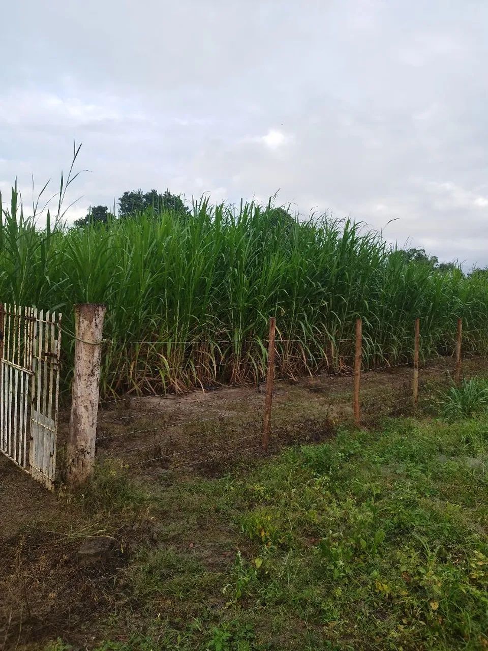 Mudas de Capiacu - Área Produtiva