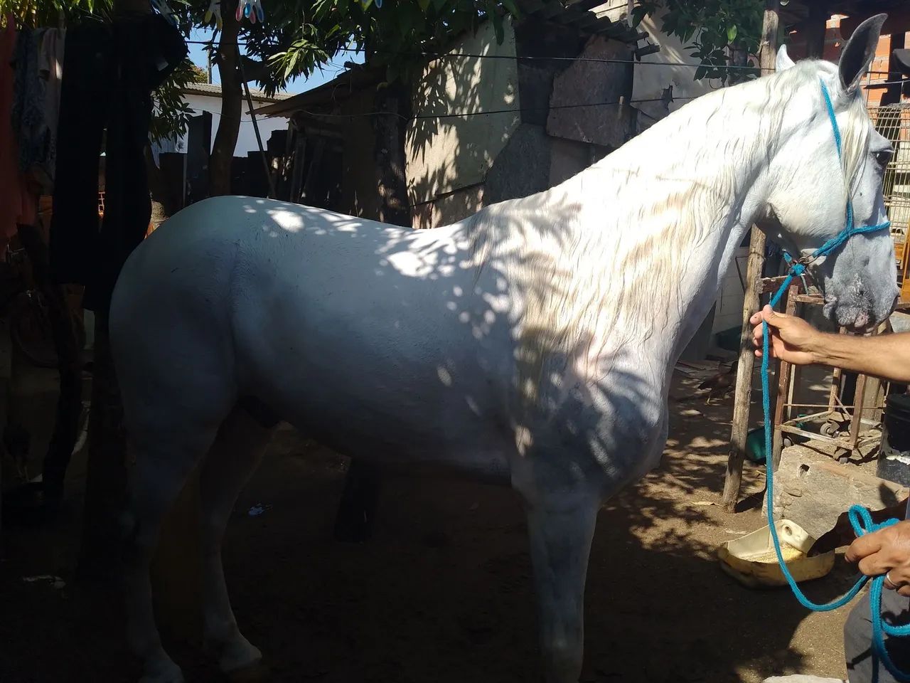 Cavalo manga larga  - Foto 4