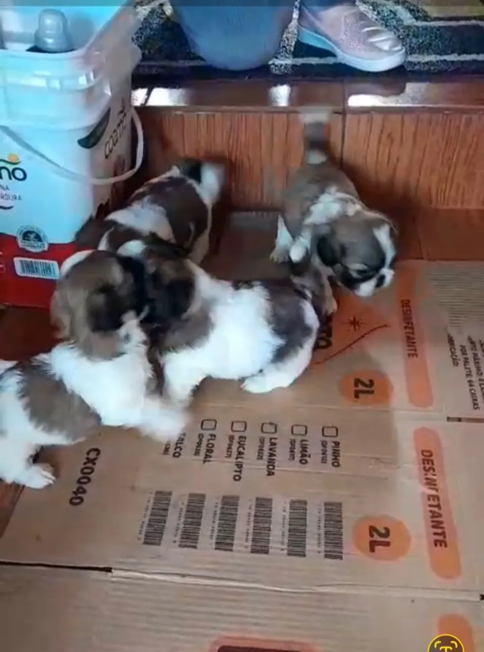 Filhotes de Shih Tzu macho 