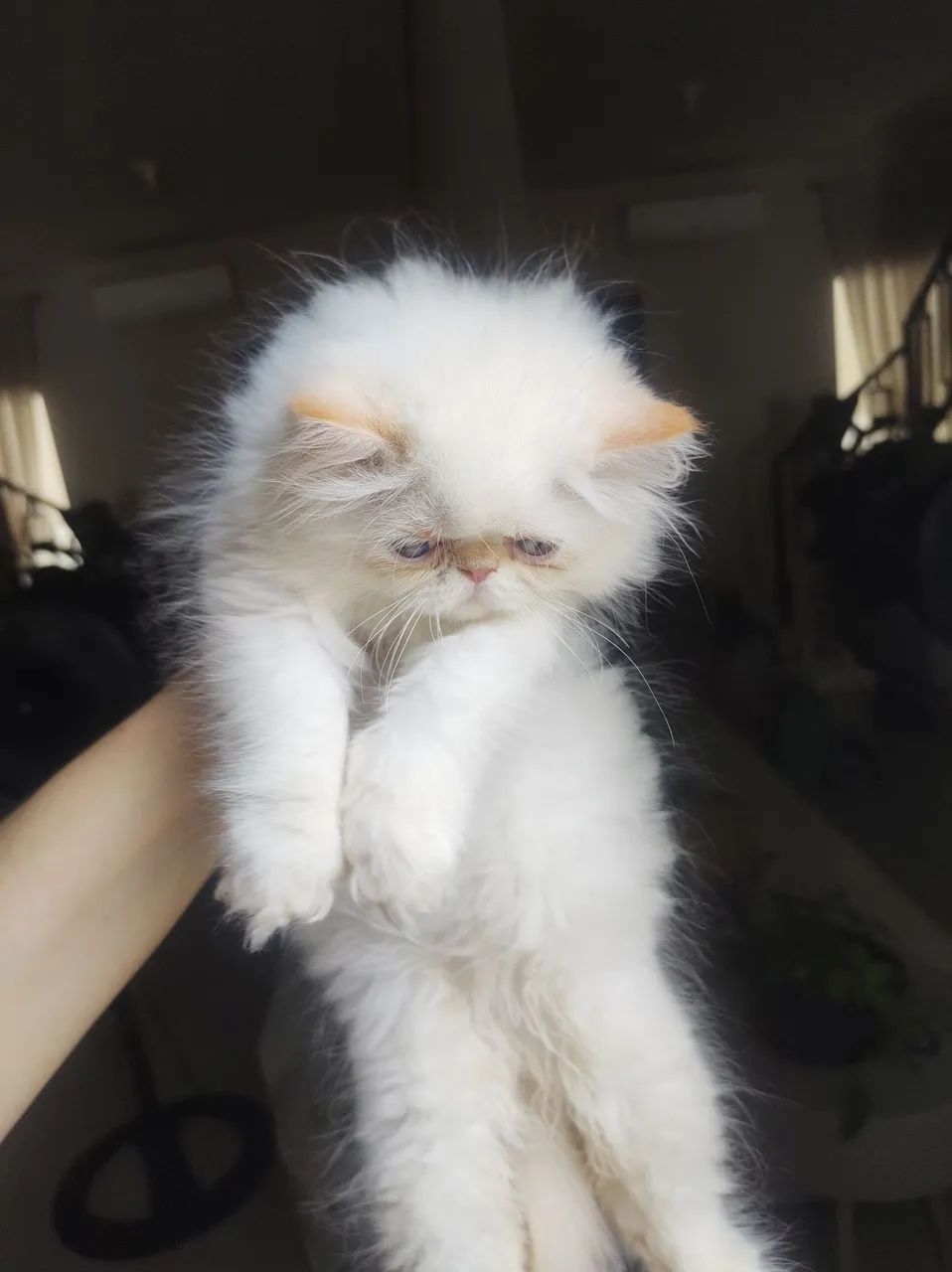 Disponível filhotes fofinhos persa puros  - Foto 3